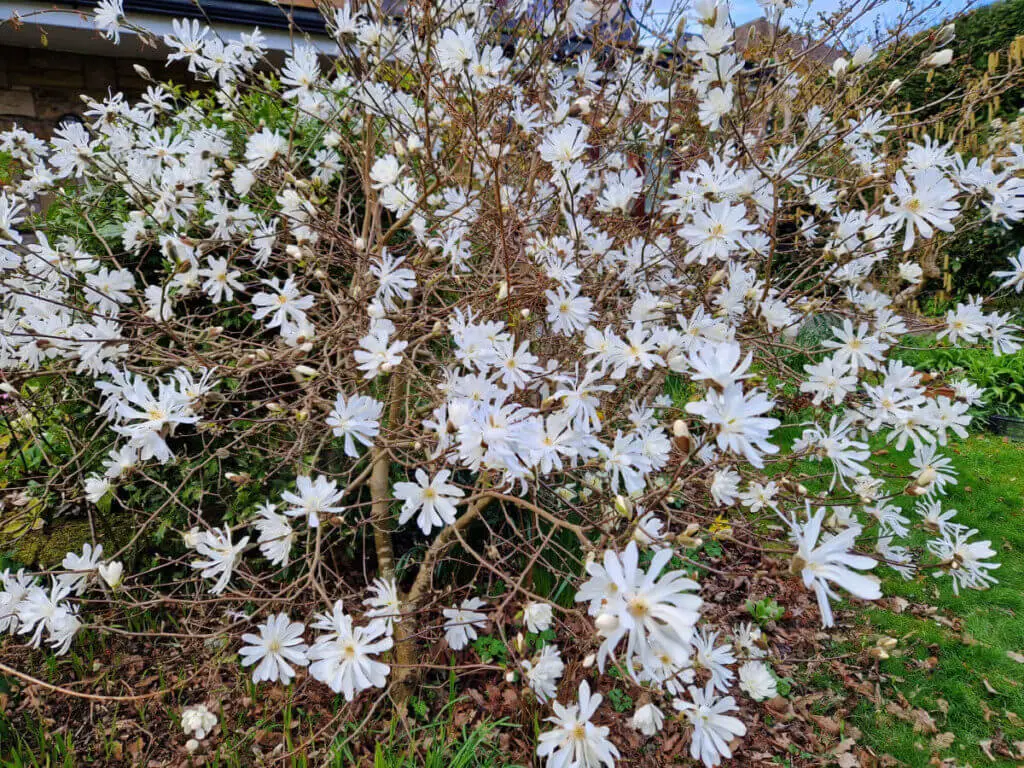 A Magnolia stella bush covered in white flowers