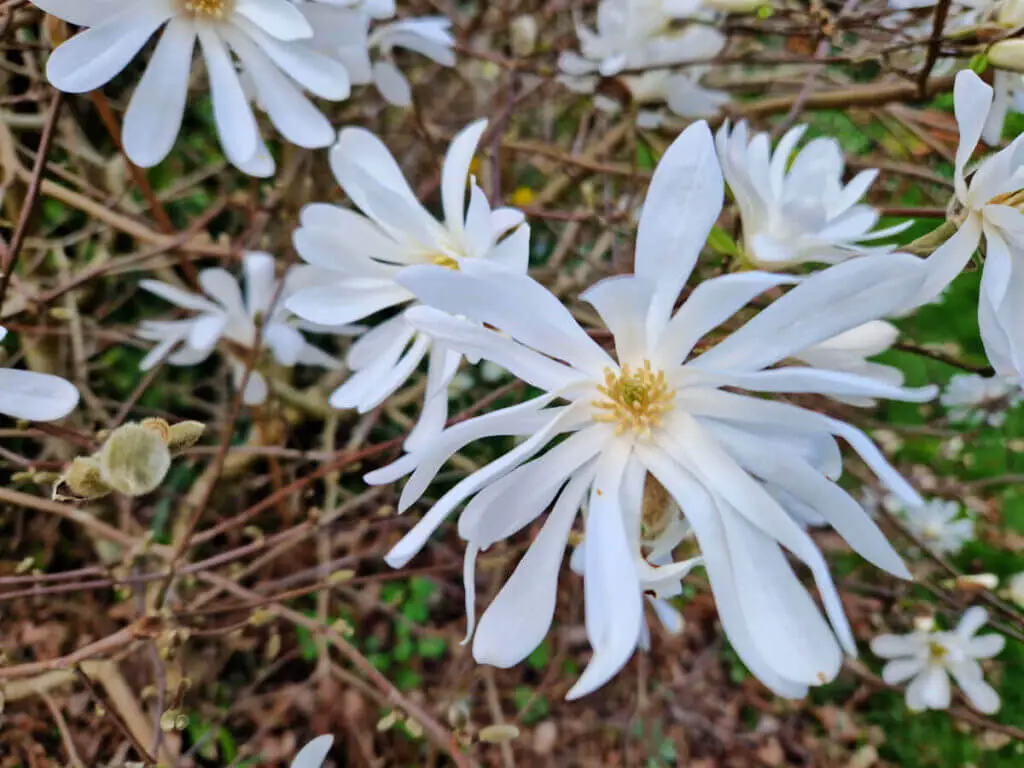 A close up of the long white petals of a Magnolia stellata flower