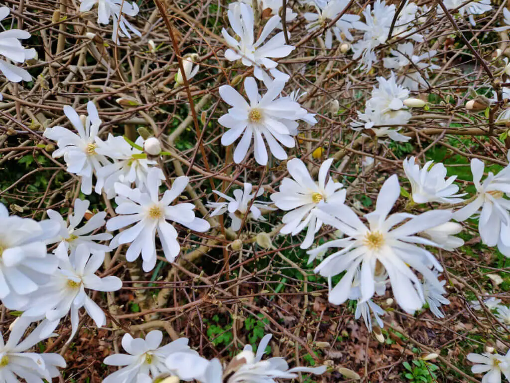 A close up view of several white Magnolia stellata flowers