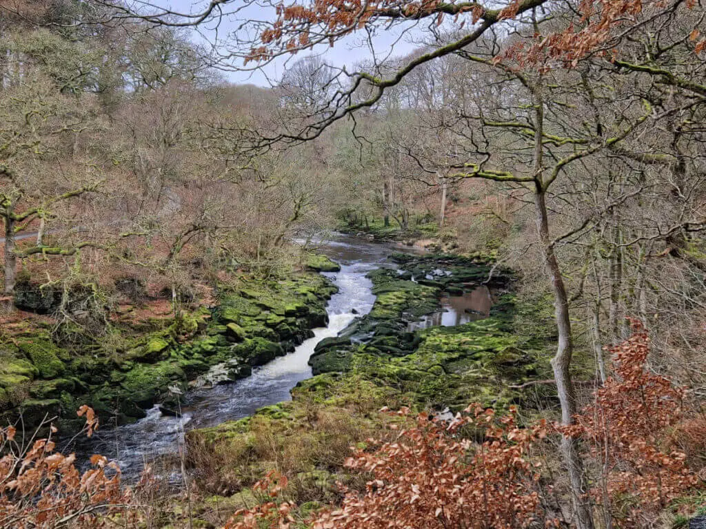 A view down on to the River Wharfe where the water flows down a small waterfall. The leaves around are still copper autumn colours