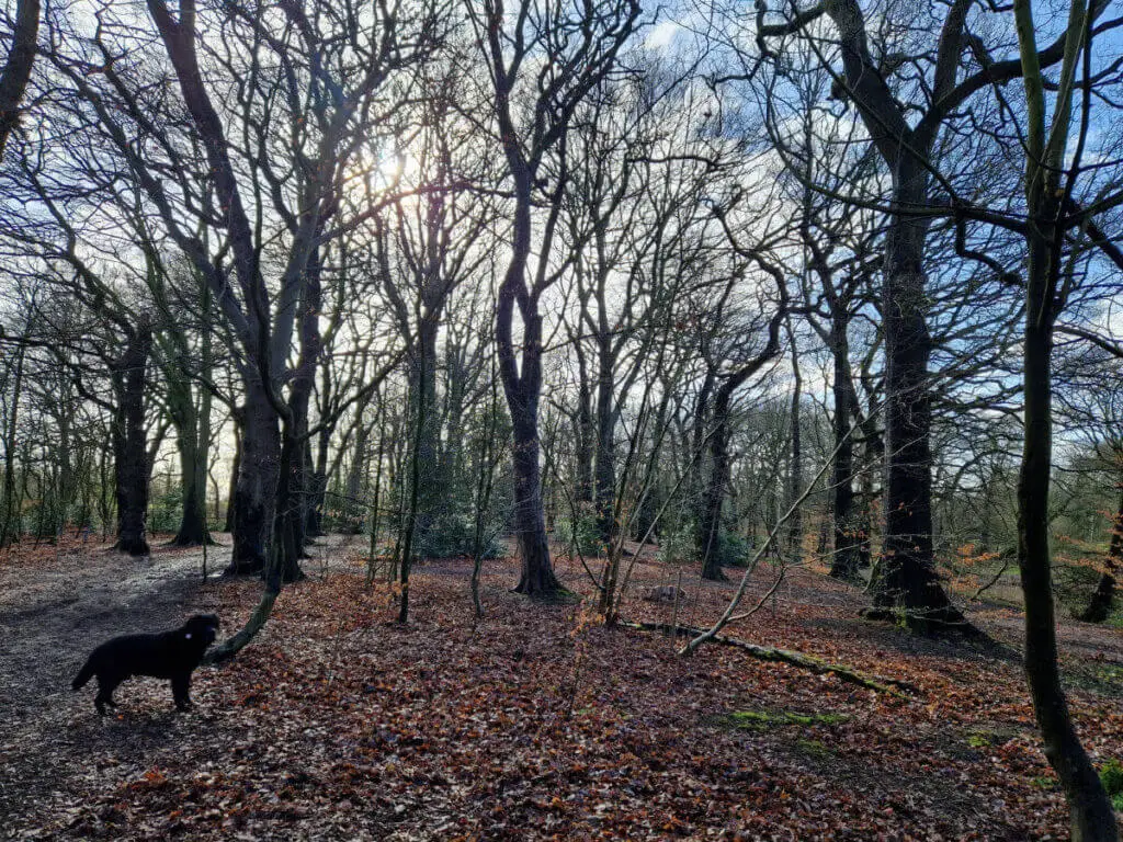 A black dog looks at the camera from a woodland path