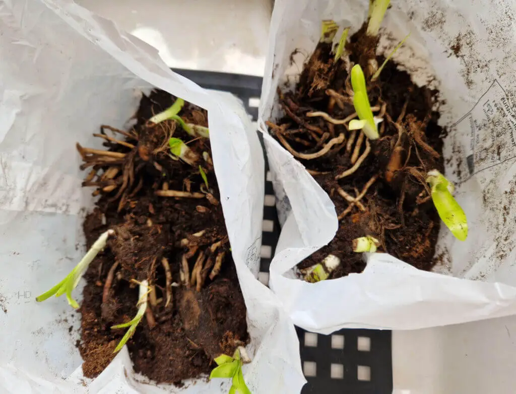 Two plastic bags containing bare roots of Agapanthus plants
