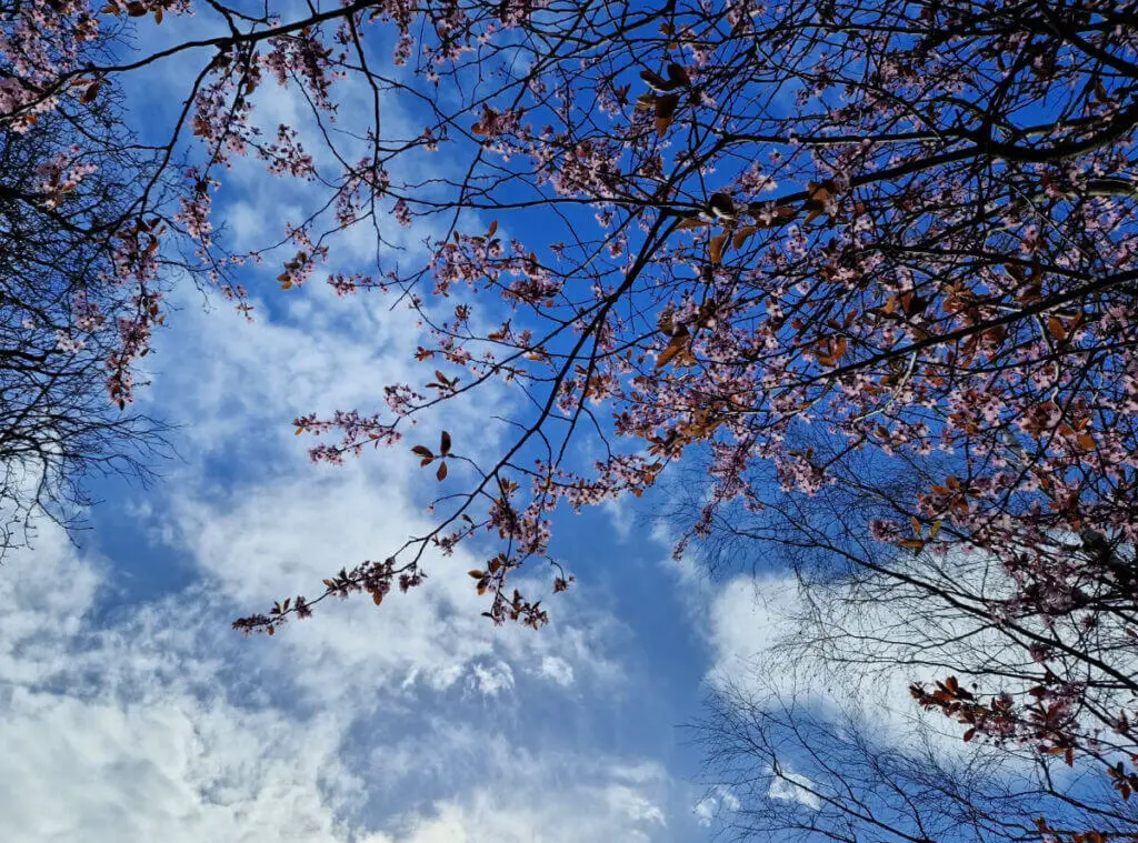 A blue sky with white clouds behind pink blossom on a tree