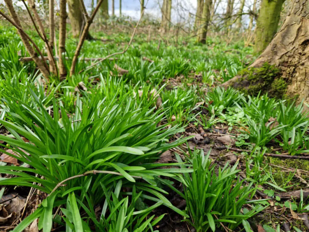 Clumps of green bluebell leaves