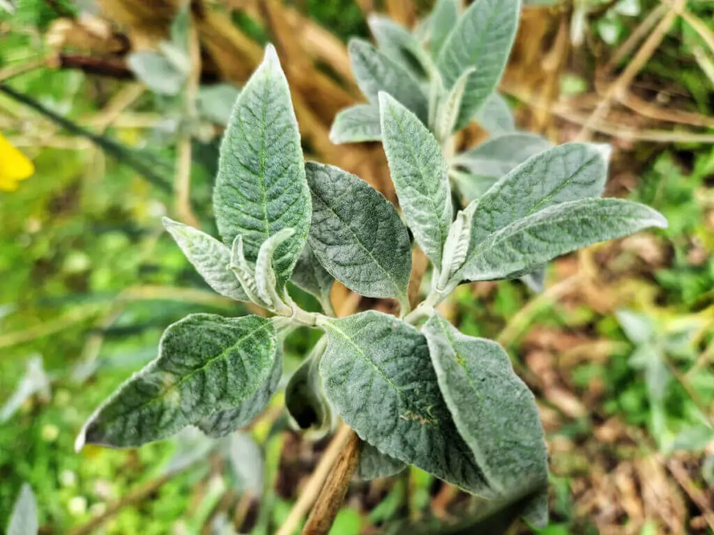 Silver-grey young leaves on a Buddleja plant