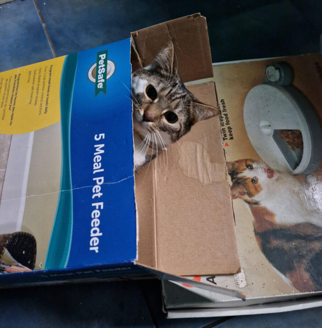 A small tabby and white cat is peeping out of a cardboard box
