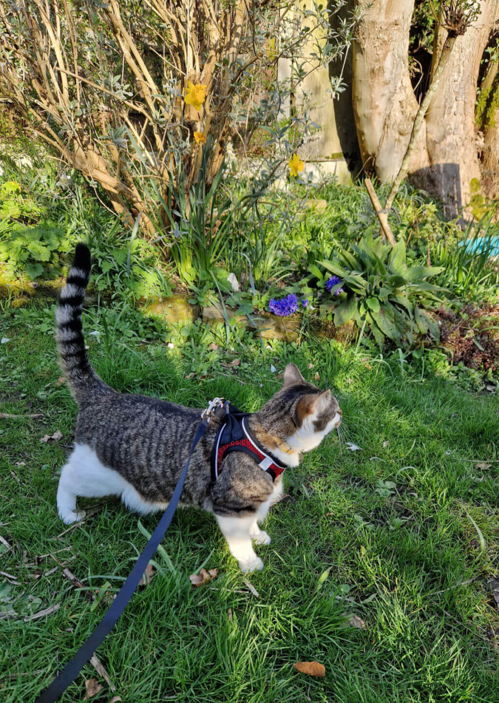 A small tabby and white cat wearing a red harness and lead in a garden