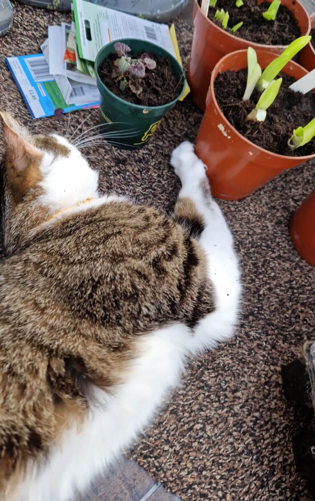 A tabby and white cat is lying on a mat next to some plant pots