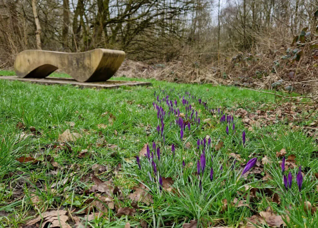 Purple crocuses in the grass. A sculpted stone bench is in the background