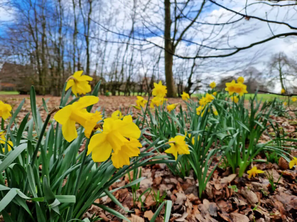 Clumps of yellow daffodils at the edge of a wood. 