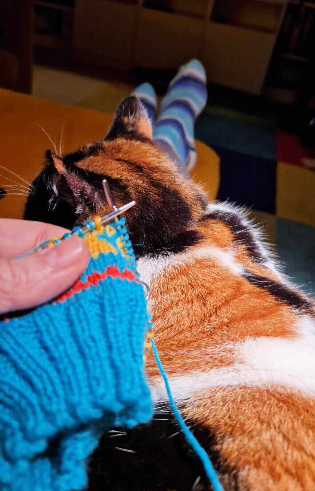 A calico cat sitting on a pair of legs. A hand holding a turquoise partly knitted sock is in the foreground