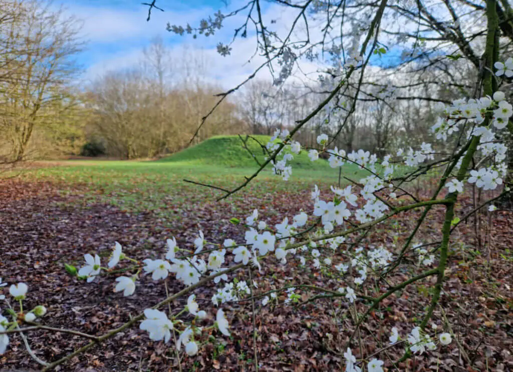 A green grassy mound behind white blossom on a tree