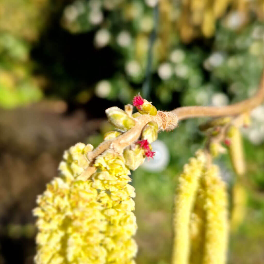 Tiny red female flowers on a twisted hazel tree (Corylus avellana)