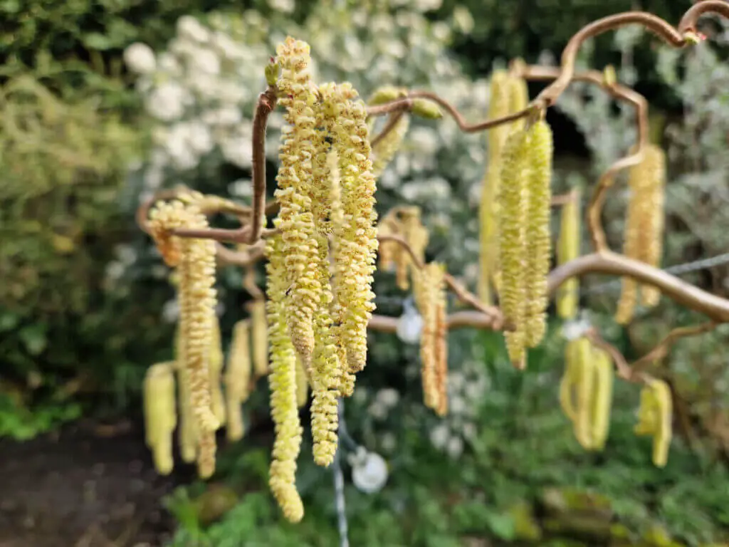 Long yellow catkins on the twisted hazel tree