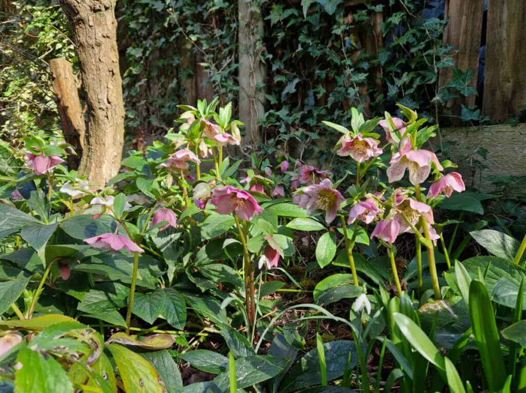 Close up of pink hellebores growing in a border along a path