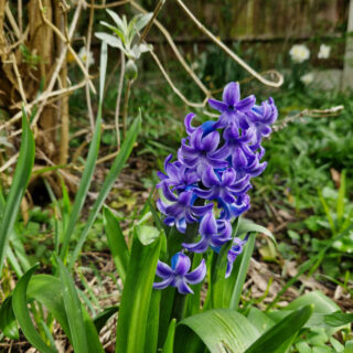 A tall purple hyacinth spike in a garden border
