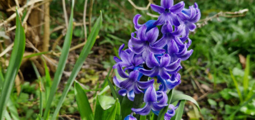 A tall purple hyacinth spike in a garden border