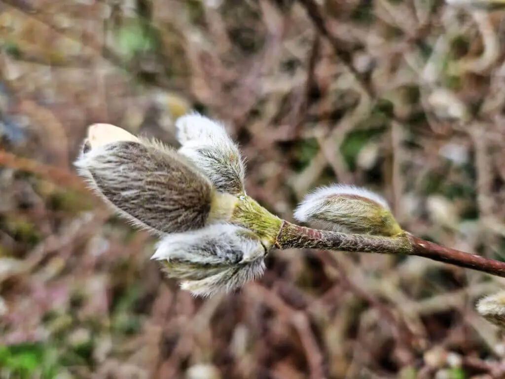 Furry flower buds on a magnolia tree. A pale flower is just emerging from one of the buds. 