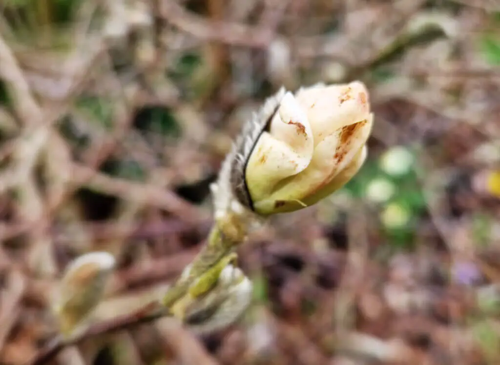 A magnolia flower still in bud with brown tinged leaves where it has been caught by the frost