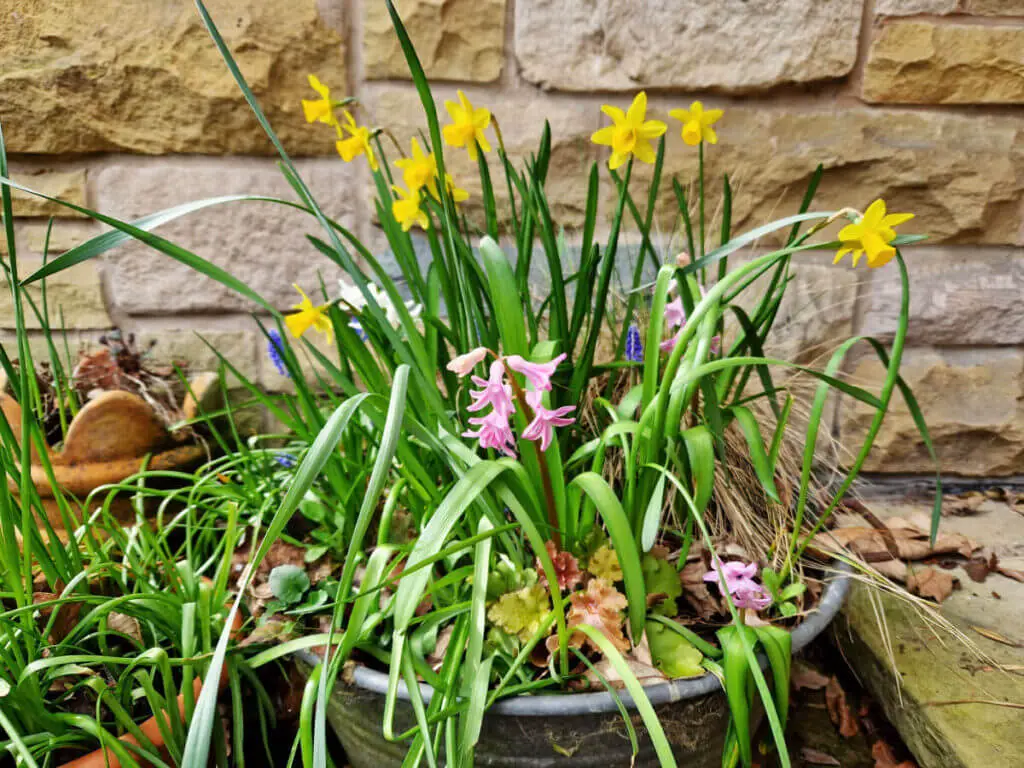 A metal planter containing yellow daffodils and a pink hyacinth