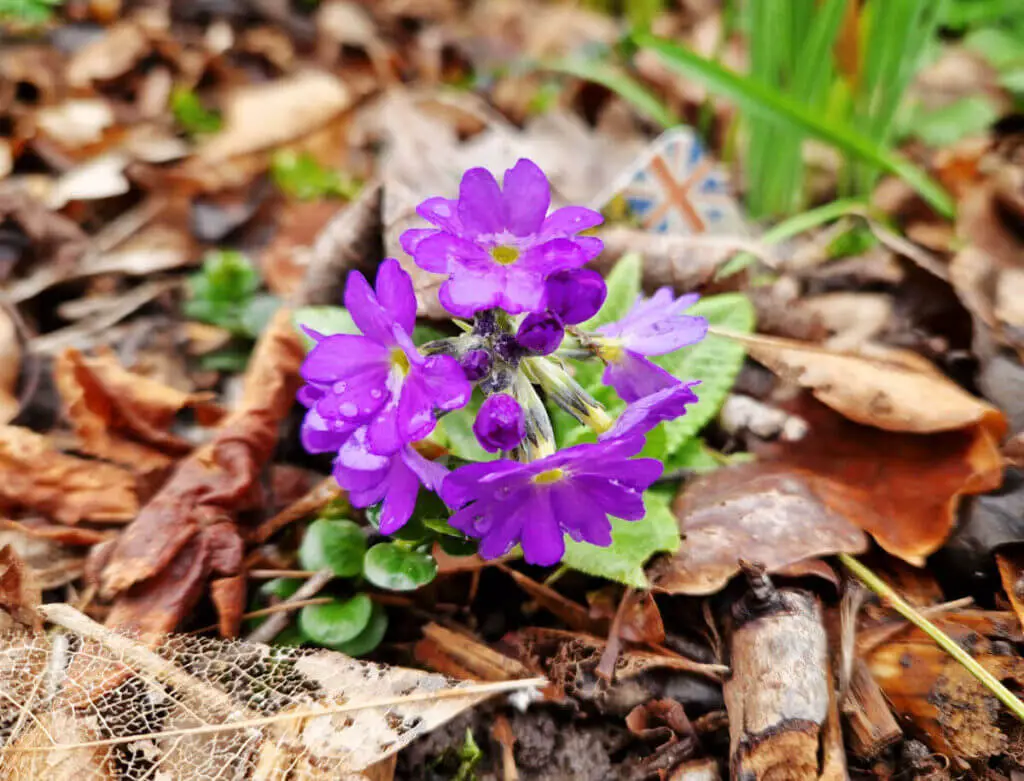 Tiny purple primulas in a garden border