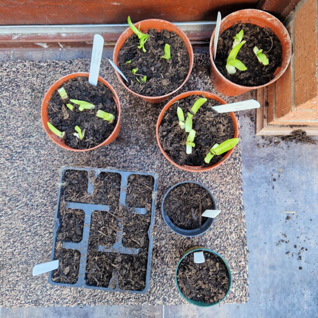 Pots of seeds and the green shoots of newly potted agapanthus