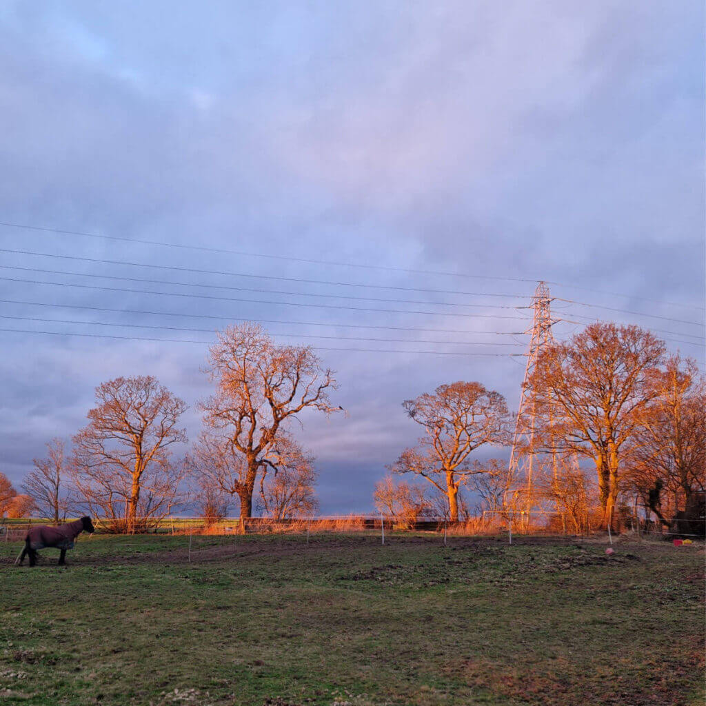 Trees turned pink by the setting sun against a grey sky