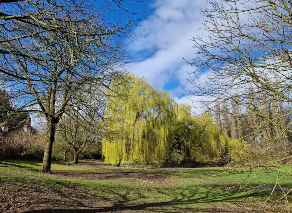 Bright green leaves on willow trees 