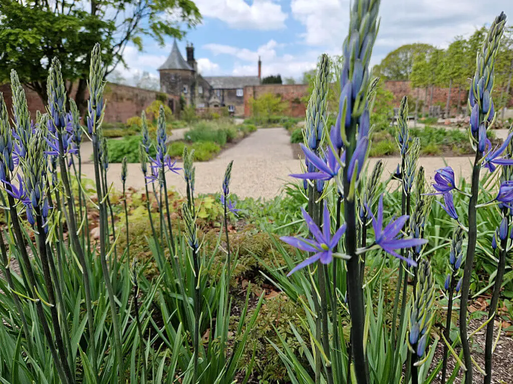 Spikes of unusual blue flowers in a garden border. In the background is a wide gravel path and a grey stone-built house with a circular pointed roof