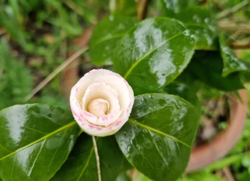 A single white Camellia flower with pink-tinged leaves about to flower