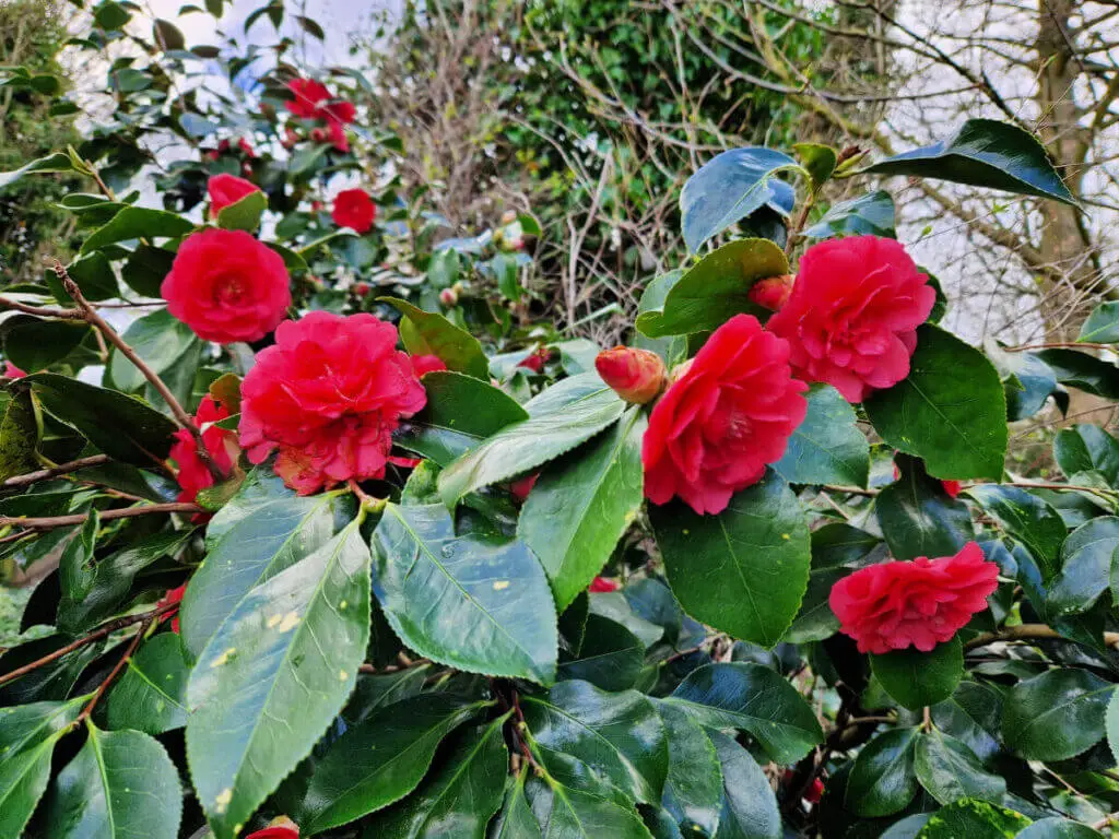 Red Camellia flowers on a bush