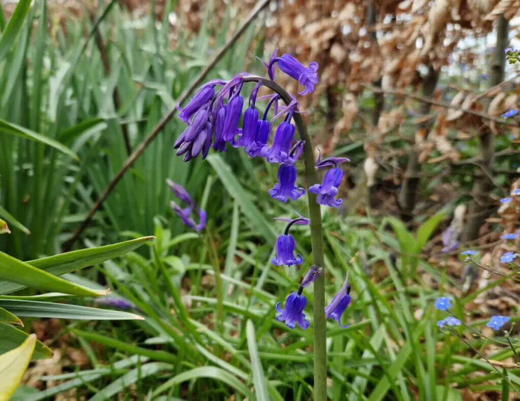 English Bluebell flowers in a garden border