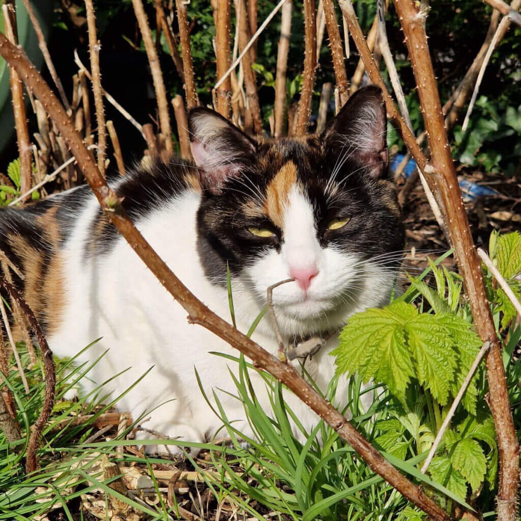 A calico cat sits in some bushes. She's looking at the camera