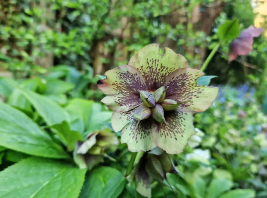 A close up of a hellebore flower which is fading and going to seed