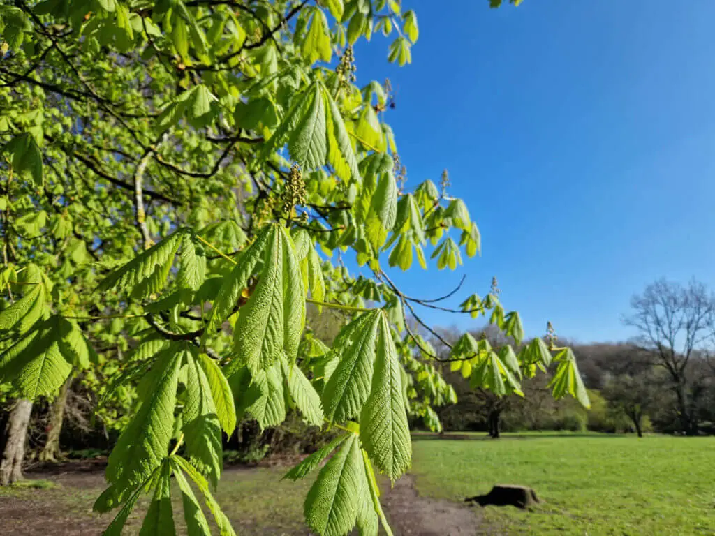 Pale green young horse chestnut leaves against a blue sky