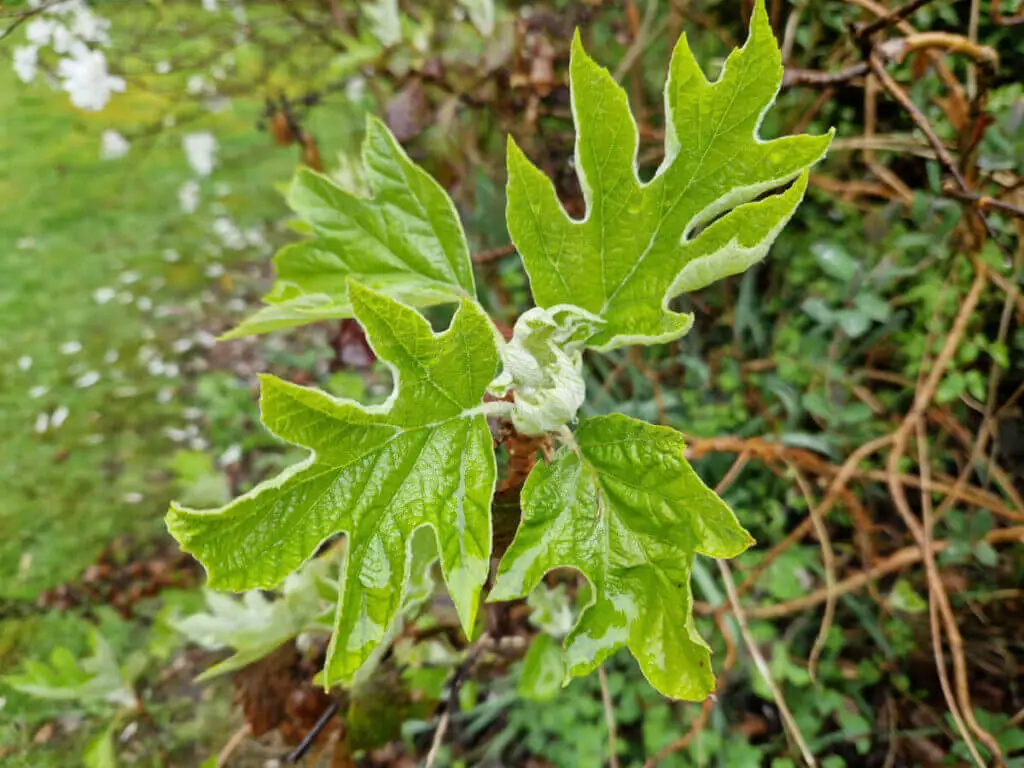 Pale green Hydrangea quercifolia leaves