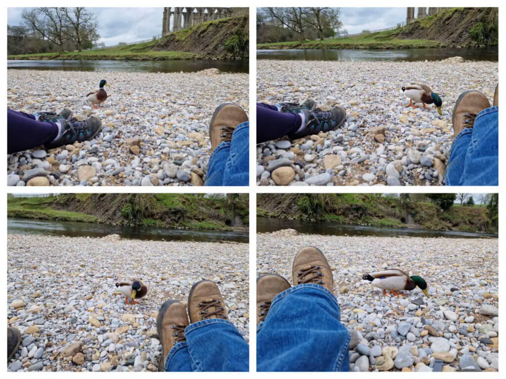 A collage of four photos showing a mallard duck getting closer to where two people are sitting