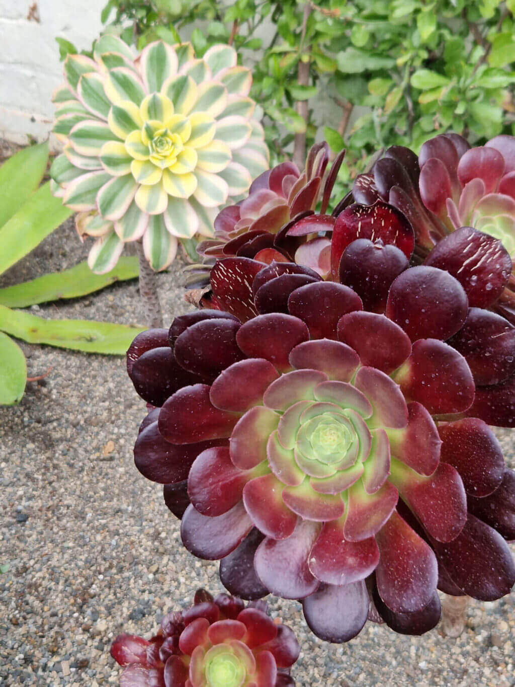 A close up of large sempervivum plants. The nearest is deep red, the one behind is variegated white and green