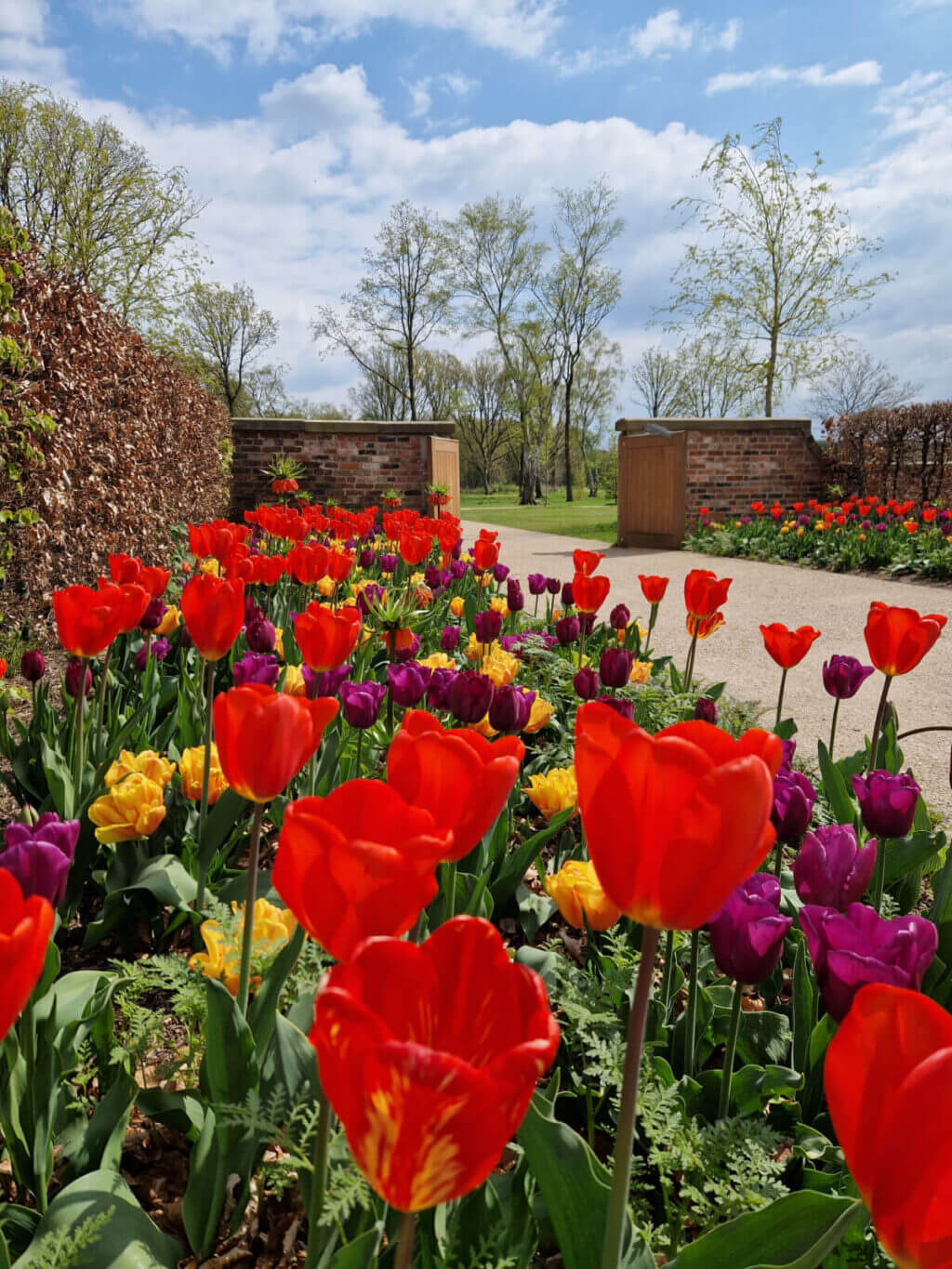 A garden border next to a path filled with flowering tulips. The flowers nearest to the camera are red