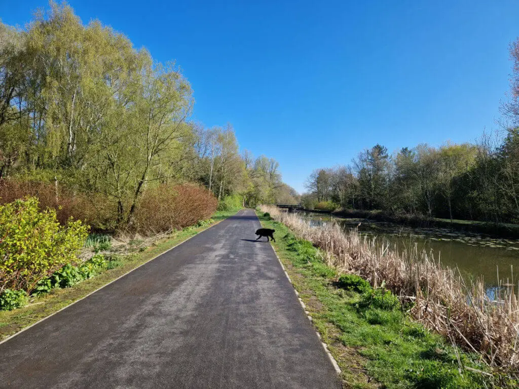 A footpath stretching into the distance between trees and bushes.  A black dog is on the path