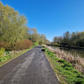 A footpath stretching into the distance between trees and bushes. A black dog is on the path