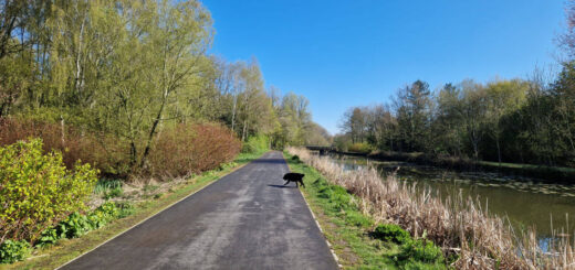 A footpath stretching into the distance between trees and bushes. A black dog is on the path