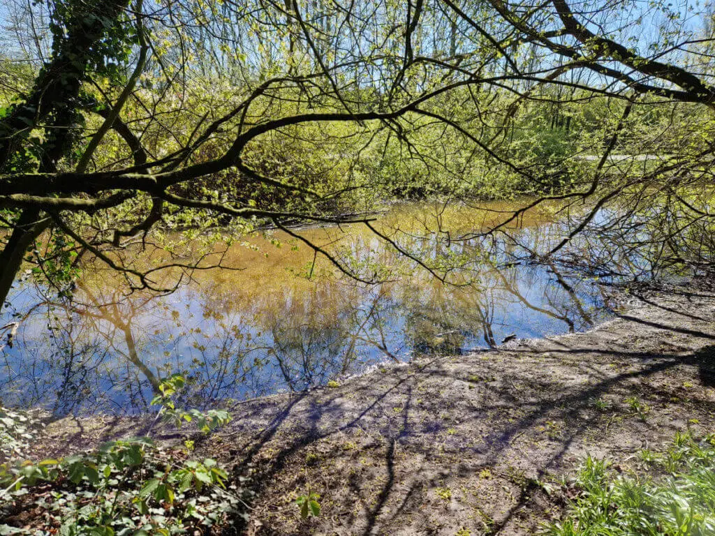 A pond surrounded by trees.  The pond water has an orange tinge to it