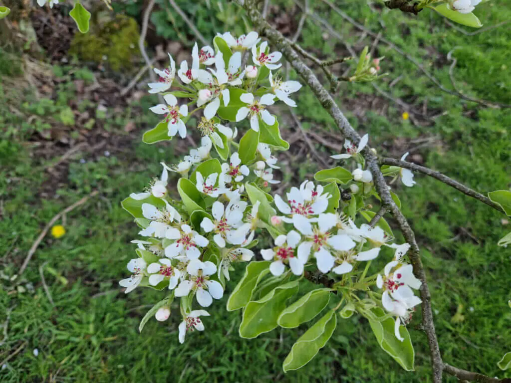 White apple blossom flowers on a tree
