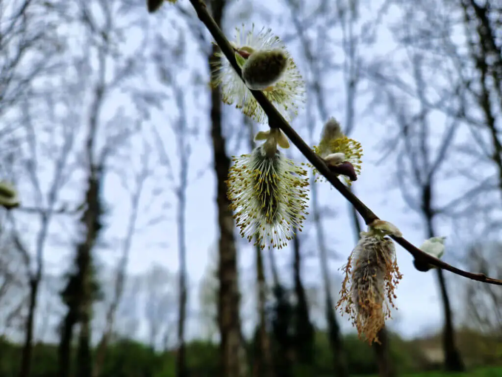Yellow catkin flowers on a branch