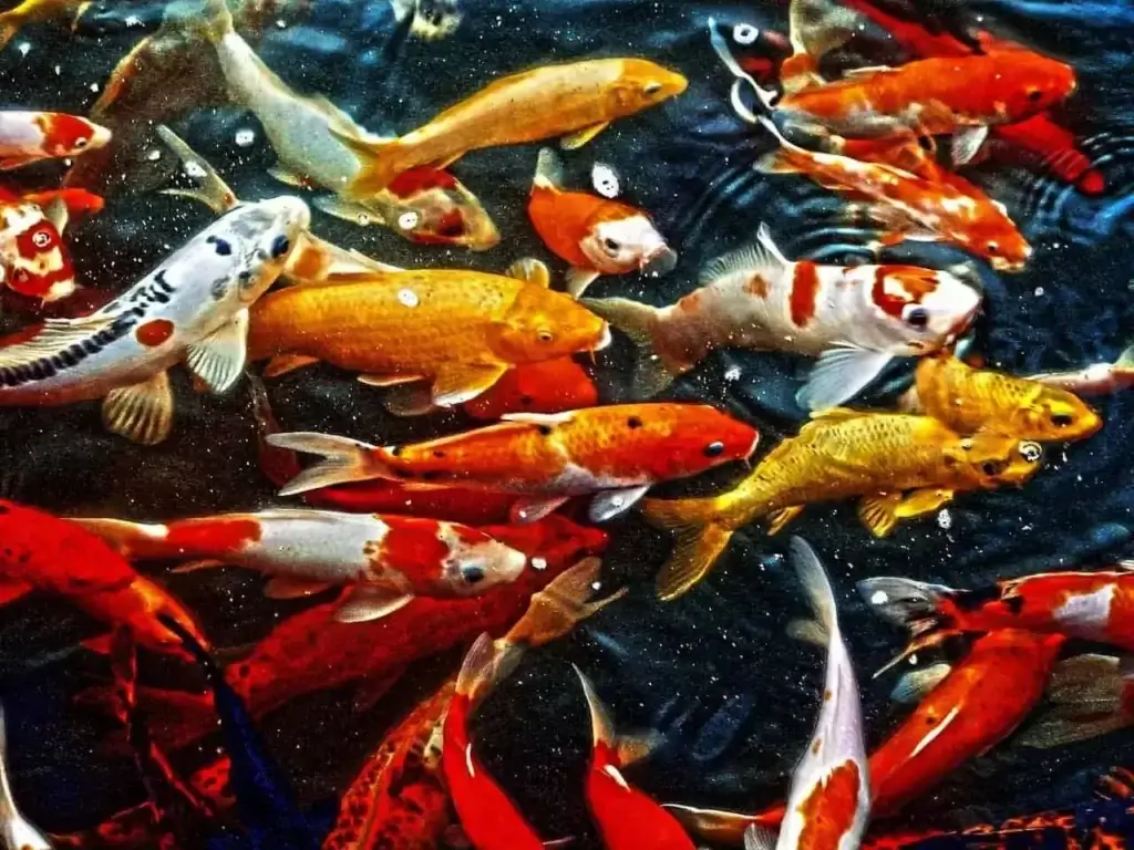 A large shoal of Koi fish in shades of white, yellow, orange and red