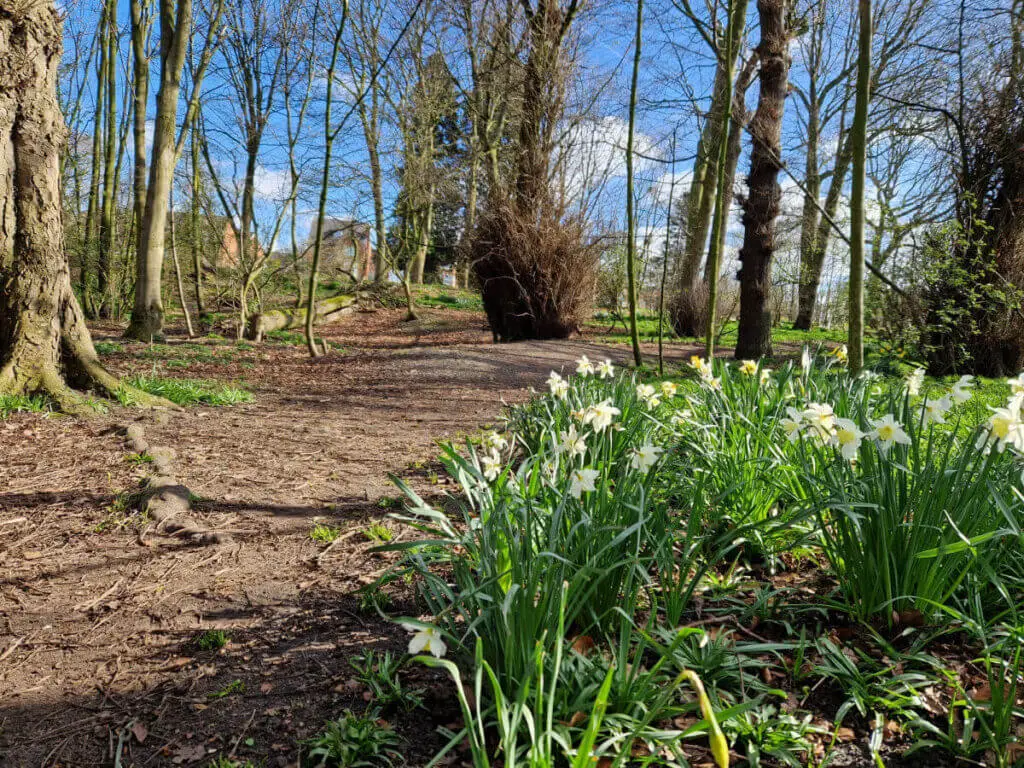 Yellow daffodils in a woodland