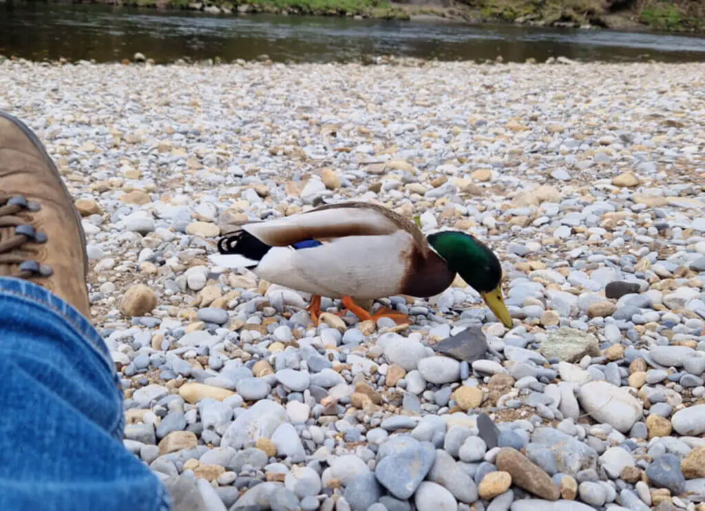 A close up of a male mallard duck