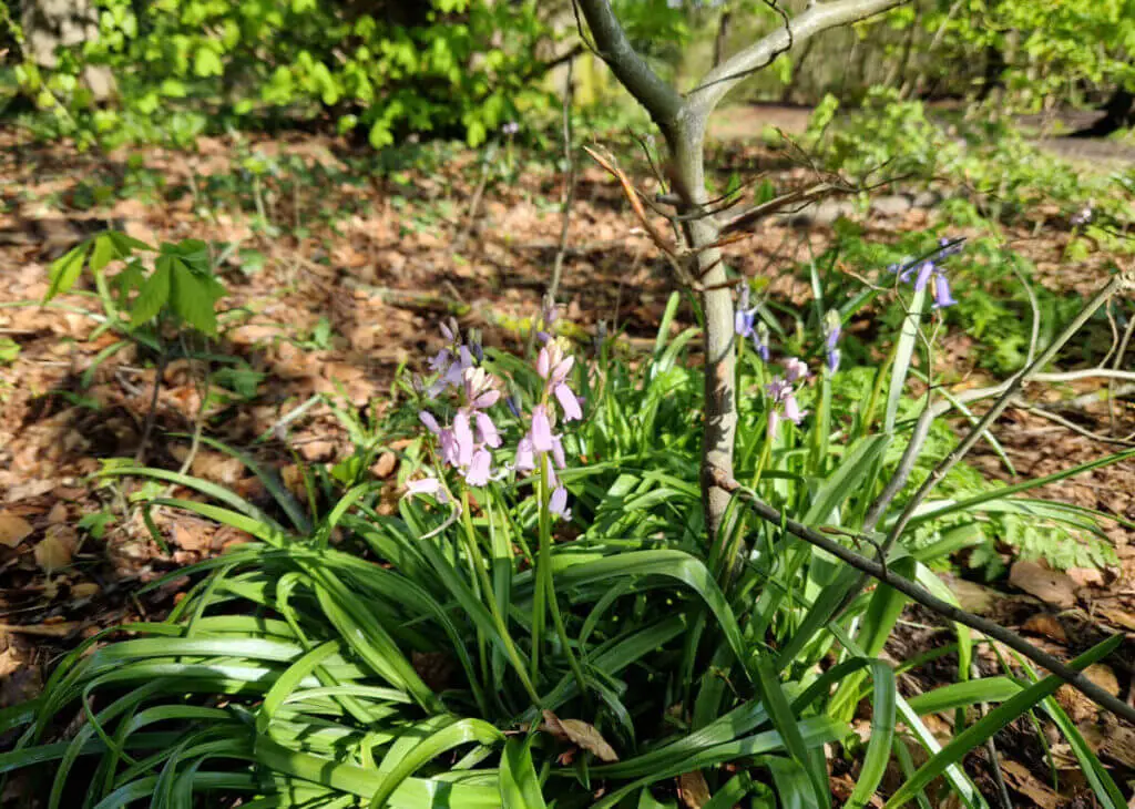 Pink bluebells in a woodland