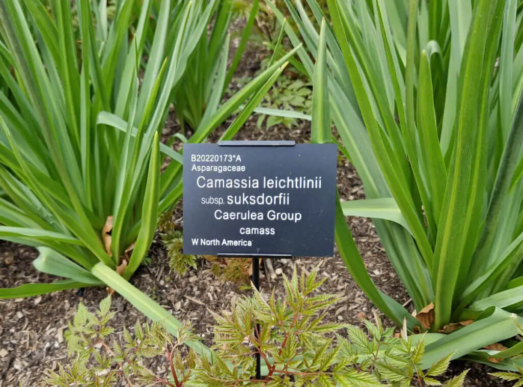 A plant label which reads Camassia leichtlinii 